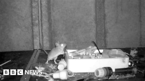 Mouse tidying up shed. A mouse has been filmed tidying up a man's shed every night, reported the BBC. After repeatedly discovering that things had been "mysteriously tidied" overnight, retired postman Rodney Holbrook ... 