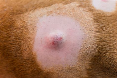 Movable lump under skin labia majora, red pimple on dog