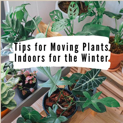 Move plants indoors before the St. Louis weekend frost