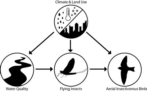 Movement ecology of aerial insectivorous birds : Individual-based ...