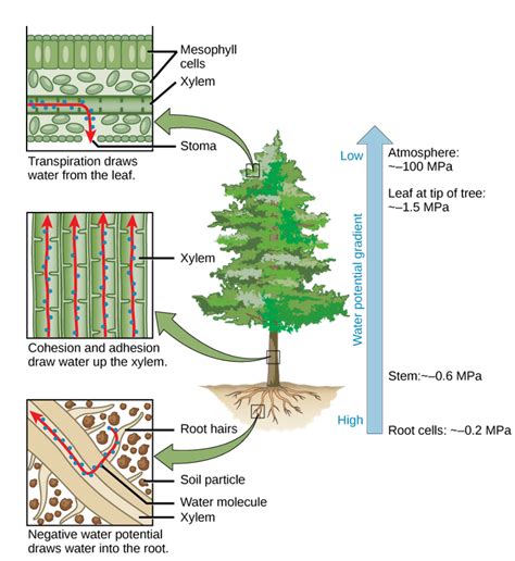 Movement of Water and Minerals in the Xylem