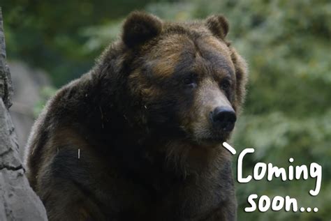 Movie about bear that ate 70lbs of cocaine to be developed