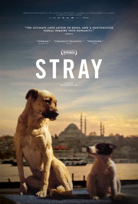Movie stray. THR review: Elizabeth Lo's first feature-length documentary, 'Stray,' offers a dog's-eye view of Istanbul. By Sheri Linden. April 15, 2020 5:10pm. Elizabeth Lo. [Note: In the wake of the Tribeca ... 
