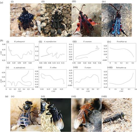 Moving like a model: mimicry of hymenopteran flight trajectories …