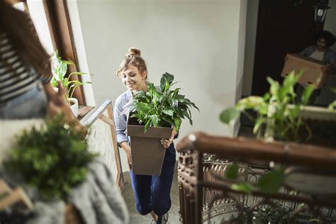 Moving plants. Sep 17, 2021 ... Many moving companies will move plants long distance or out of state, but that may not be the best option. Depending on the type of plant, it ... 