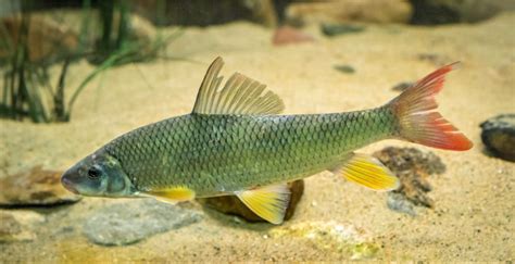 Moxostoma macrolepidotum, Shorthead redhorse : gamefish