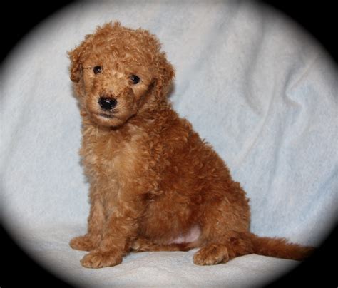 Moyen Poodle Puppies Available $900 Buford