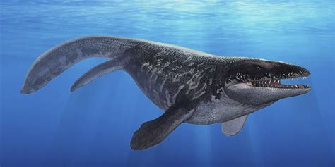 モササウルス （ 学名: Mosasaurus ）は、絶滅した水生 有鱗目 の モササウルス科 の属。. 約7,000 - 6,600万年前にあたる 後期白亜紀 の 頂点捕食者 で、 マーストリヒチアン の間に 生息 し、 ヨーロッパ 西部と北アメリカに分布した。. 日本 や ニュージーランド ... . 