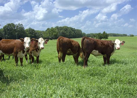Ms cattle prices. Jun 18, 2019 ... And that posse, made up ... 