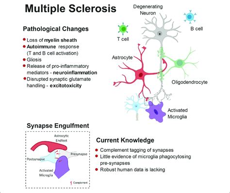The role of immune cells, glia and neurons in white and gray matter pathology in multiple sclerosis. Prog Neurobiol. 2015;127-128:1-22. doi: 10.1016/j.pneurobio.2015.02.003.. 