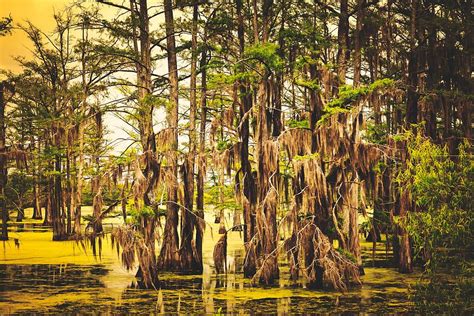 Ms swamp. Learn to distinguish marshes, swamps and recognize some of the important services wetlands provide. Grab a paddle and get swampy with Lucas Miller, the "sing... 