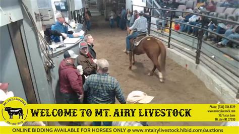 Live Webcast Auction. Mt Airy Livestock Exchange. 327 locust lane. Mount airy, Nc 27030. Date (s) 1/23/2024 - 2/3/2024. Saturday February 3rd Barn & office open at 8a.m Tack 10:30 Horse 2p.m. Horse & Tack Sale Horse Sale Manager: Tommy Grantham Tack @ 10:30 a.m. Horses @ 2 p.m. Consignments 2 weeks prior to Sale Call 843-639-0509 Or message the ...