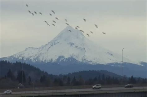 See Oregon weather live on the Portland weather webcams. Live weather updates from Mt. Hood, Seaside, Kalama, Lincoln City, KOIN Tower and more.. 