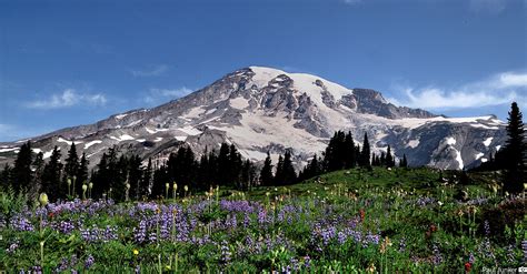 Mount Rainier National Park has determined the number of individuals (successful lottery applicants) competing at one time during an access window. The number of successful applicants is a conservative estimate made by the park to ensure those participating in the Early Access period have a reasonable chance to secure a desired trip.. 
