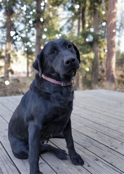 Mt spokane labradors.  Transportation to Spokane Valley, WA available.  Feb 9, ...