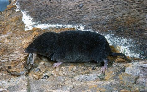 Much adieu about a shrew Sierra Club