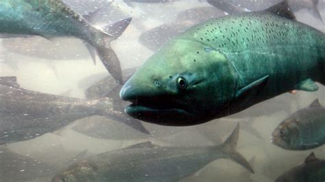 Much of West Coast faces ban to fish salmon amid low stocks