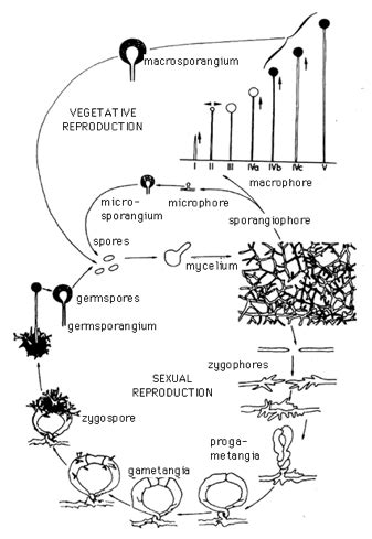 Mucor - Encyclopedia of Life