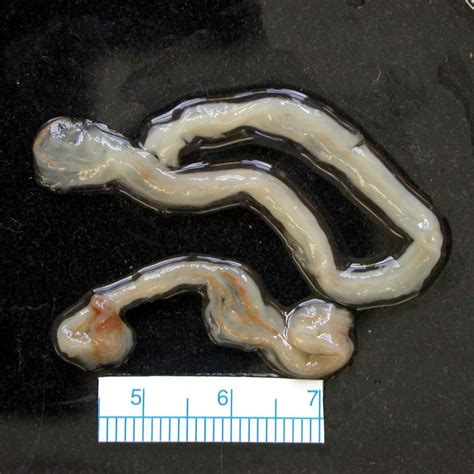 ... feces, loss of appetite, pale mucous membranes, or a potbellied appearance. ... Adult female worms produce fertile eggs that are passed in the infected cat's ...