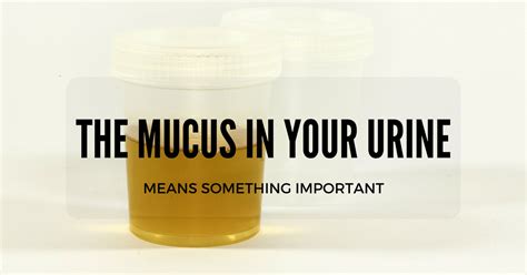 Mucus ur present. 1. Normal mucus production. Mucus is a natural substance that the body produces to protect the urinary tract. It helps with the elimination of foreign invaders that can cause infection. What to do: A mild to moderate amount of mucus that appears thin and clear ir a normal finding. 