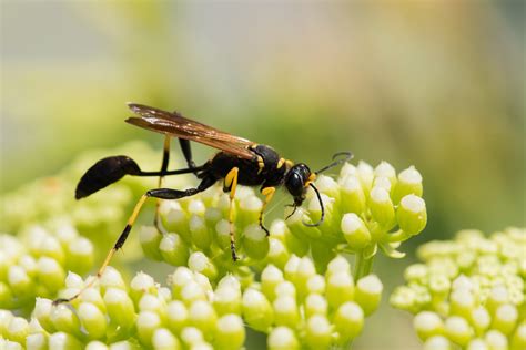 Mud Daubers - OPC Pest Services