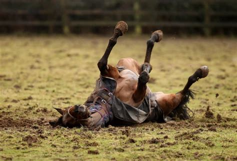 Mud Fever in Horses: What It Is & How to Treat It