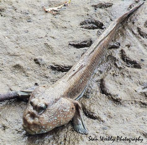 Mud skipper. Things To Know About Mud skipper. 