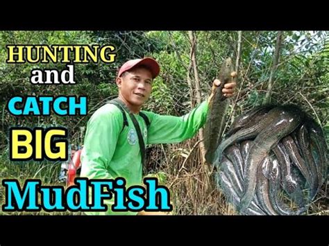 Mudfish Hunting: Unlocking the Secrets of a Lucrative Outdoor Activity