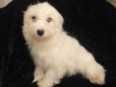 Muellers Woodville Kennels sells puppies of all sorts. We have Goldendoodles, Havanese, wheaten Terriers, and Cock-a-poos. Come see our pups!