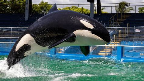 Muere Lolita, una querida orca del Miami Seaquarium que iba a ser liberada en el océano