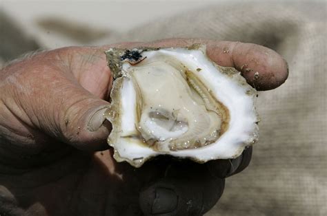 Muere tras comer ostras crudas; cómo evitar la enfermedad que lo mató