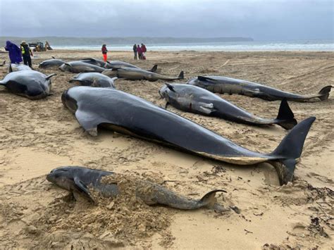 Mueren más de 50 ballenas piloto tras un encallamiento masivo en isla de Escocia