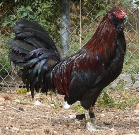 Apr 14, 2024 · Muff Gamefowl, a breed known for its distinctive appearance and impressive fighting abilities, has a rich history that dates back several centuries. This article explores the origin and background of Muff roosters, their physical characteristics, behavior, fighting style, notable breeders, and their rarity in the poultry world.