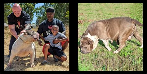 Muglestons pitbull farm. Muglestons Pitbull Farm pitbull kennels breeds pitbull dogs, american pit bull terriers, pit bulls, blue pitbulls, pitbull puppies, blue pit bulls, american pit bull terriers and has pitbulls for sale. 