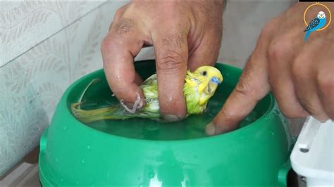 Muhabbet kuşları salmada nasıl üretilir