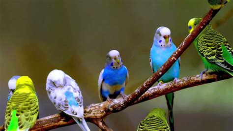Muhabbet kuşları türleri