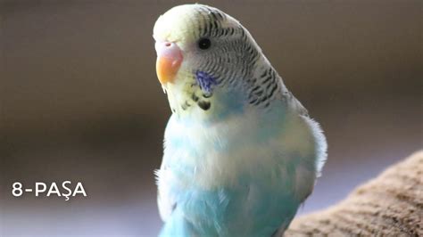 Muhabbet kuşu isimleri erkek mavi