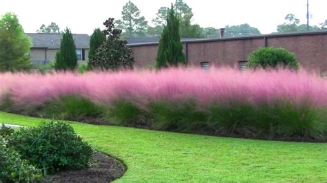 Muhlenbergia ‘Pink Cloud’ - Kiefer Nursery