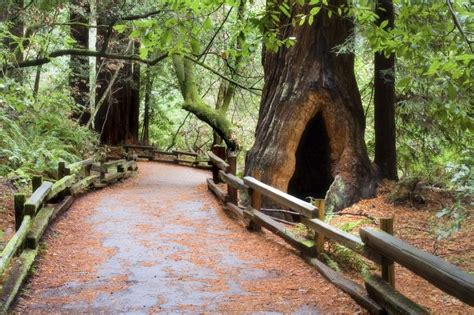 Muir Woods Tours from San Francisco Which Are Best?