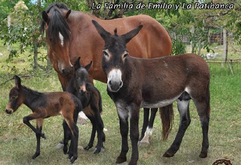 Mulas que paren.  &ndash; EN EL CASO DE LAS MULAS, SON DESCENDENCIA DEL CRUCE DE UN BURRO MACHO, E...