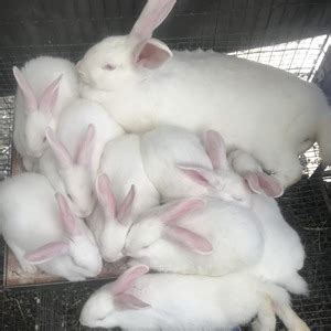 Mulberry Meadows Rabbitry - Meat Rabbit Breeder List