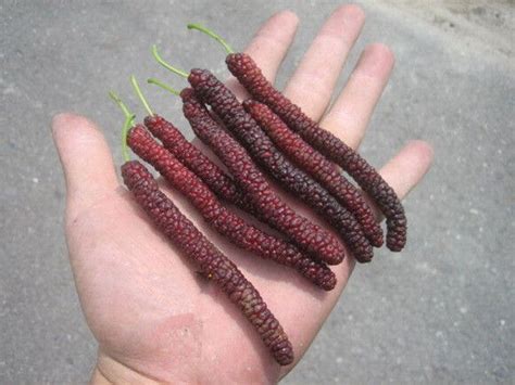 Mulberry Seeds for sale eBay