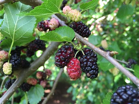 Mulberry fruit. Things To Know About Mulberry fruit. 