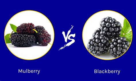 Mulberry vs blackberry vs boysenberry.  Let&rsquo;s get a basic understanding of ...