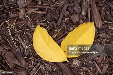 Mulched Garden Stock-Fotos und Bilder - Getty Images