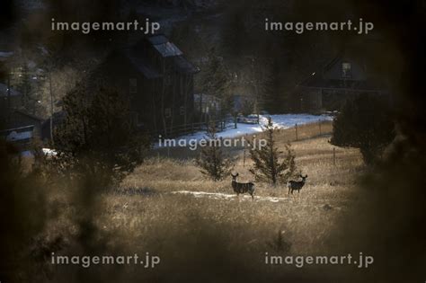 Mule deer graze on a hillside durring winter above Phillipsburg.