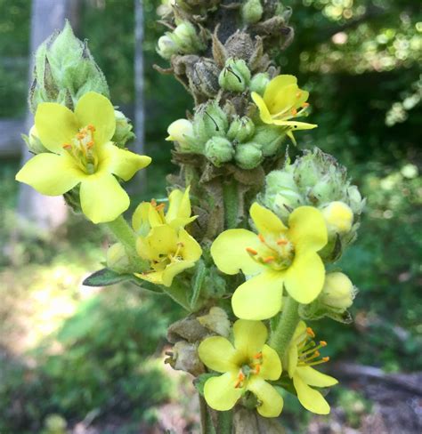 Mullein cvs. Things To Know About Mullein cvs. 