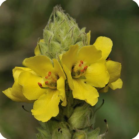 Mullein (Verbascum densiflorum) is a flowering plant found in mountain areas. It's been used in traditional medicines in Pakistan and Turkey. Mullein contains chemicals that might help fight.... 