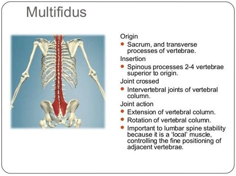 Multifidus muscle: origin, insertion and action GetBodySmart.
