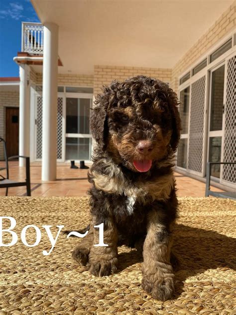 Multigenerational Labradoodle Puppies For Sale Florida